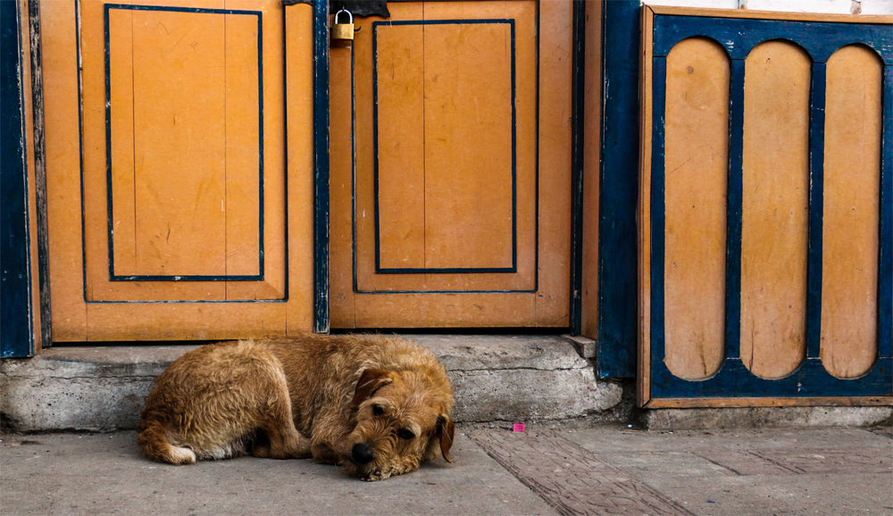A scruffy dog sits on the sidewalk beside an orange and blue wall.